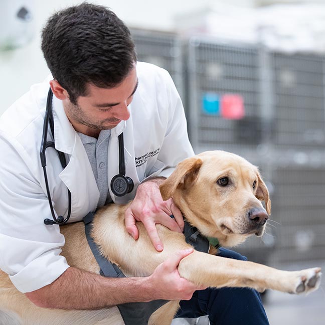 A Vet Med student examines a dog's leg
