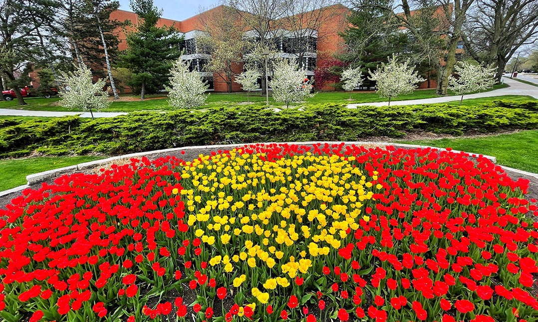 A bed of blooming red tulips with yellow tulips in the shape of a heart at the center.