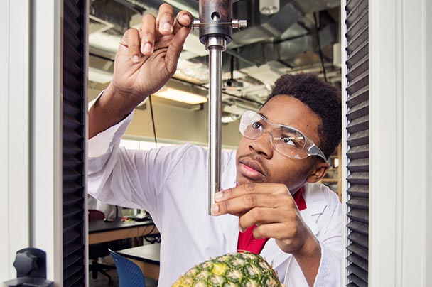 A student places a pineapple into a lab testing device