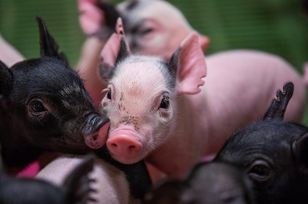 Closeup of a group of adorable piglets