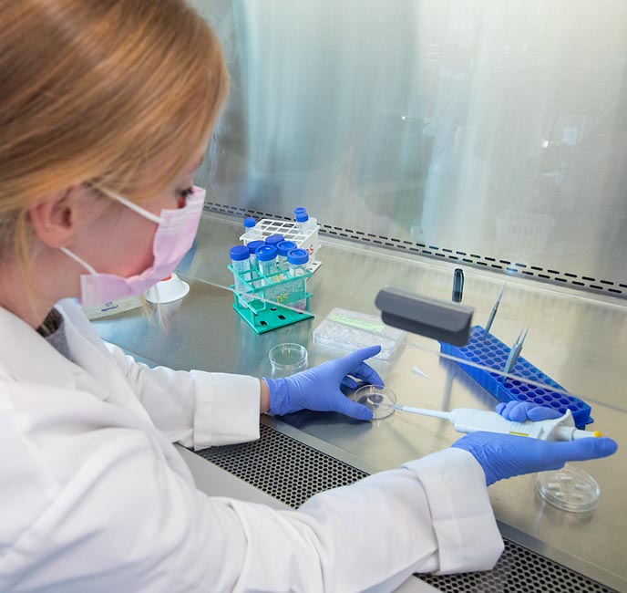Abigail Fowler pipettes a solution with neural stem cells onto the edge of a gelatin scaffold.