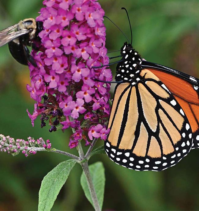 Closeup of a monarch and a bumble bee on a flower.