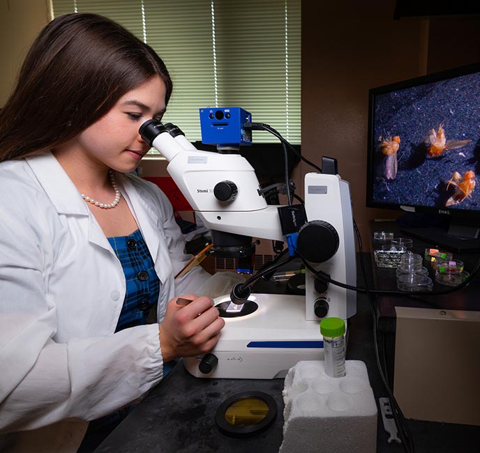 Wren Murzyn, a senior in genetics, uses a microscope to view fruit flies in the Molecular Biology Building.
