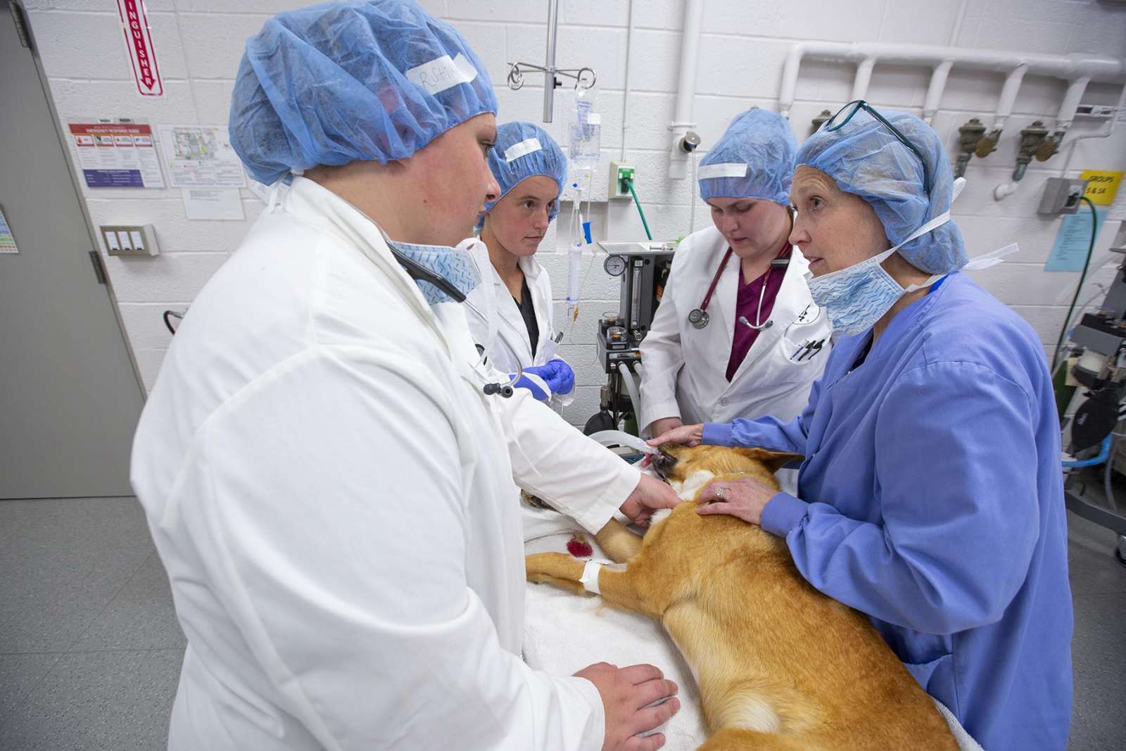 View of vet med students and instructors about to perform a procedure on an anesthetized dog.